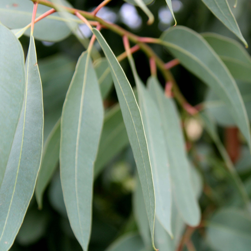 Eucalyptus Essential Oil