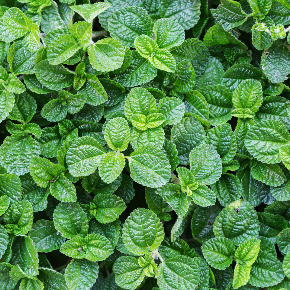 Peppermint Essential Oil
